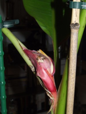 Bananenblüte 2.2.jpg