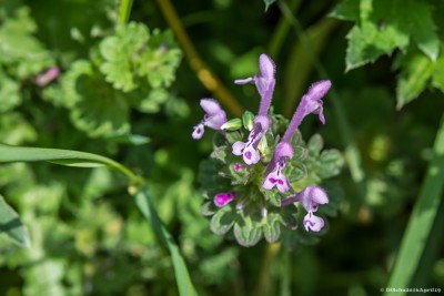 20160418-N72_2152green.jpg