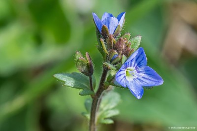 20160418-N72_2176bb.jpg