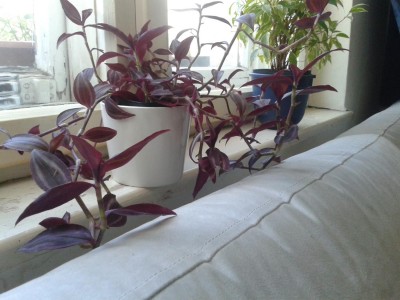 Tradescantia_z_red.jpg