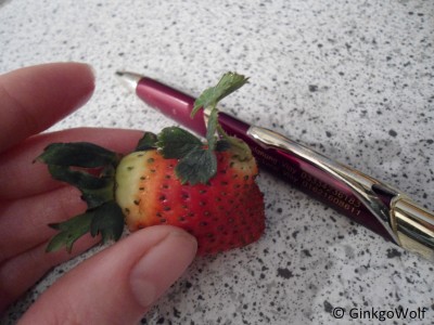 Erdbeere_mitPflänzchen.JPG