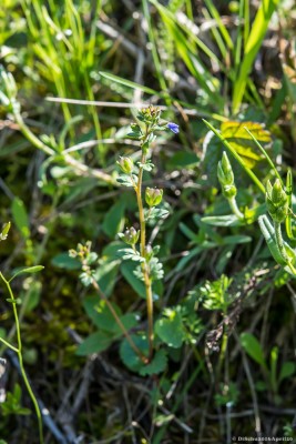20160420-N72_2307green.jpg