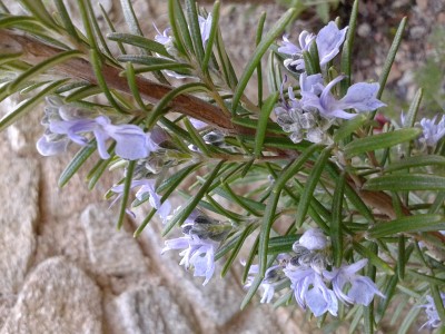 2016-04-19 17.23.07.jpg