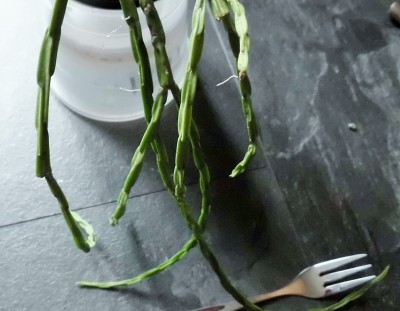 Rhipsalis (2).JPG