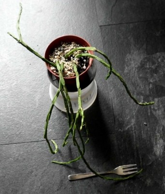 Rhipsalis.JPG