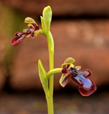 Ophrys speculum (1).jpg