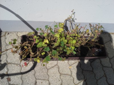 20160425_132829.jpg