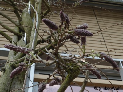 Frühling_wisteria.JPG