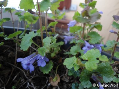 Frühling_glechoma.JPG