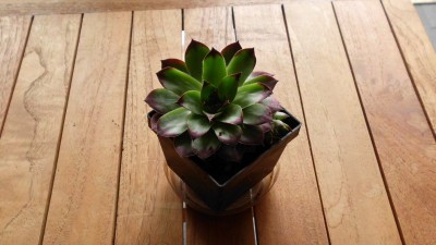 Sempervivum.JPG