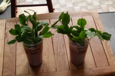 Schlumbergera Walmar.JPG