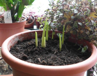 Zantedeschia rehmanni.JPG