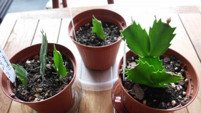 Elfensusis Brazilianer.JPG