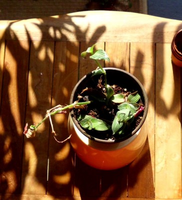 Callisia elegans.JPG