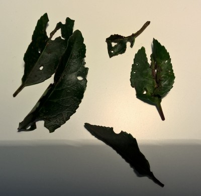 fotor_(93) 1.jpg