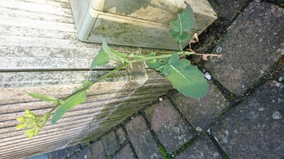 DSC_0269.JPG