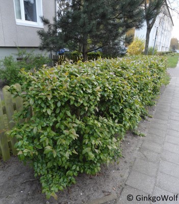 unbekannterStrauch (3).JPG