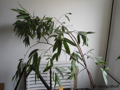 ficus_binnendijkii_äste.JPG