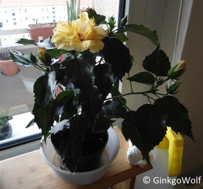 Hibiscus_gelbgefüllt_2016_04_30 (1).JPG