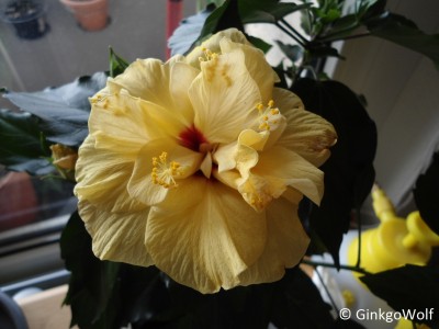 Hibiscus_gelbgefüllt_2016_04_30 (2).JPG