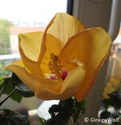Hibiscus_gelb_2016_04_26.JPG