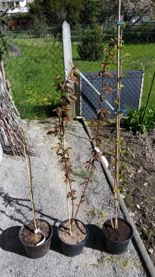20160504_100707x.jpg