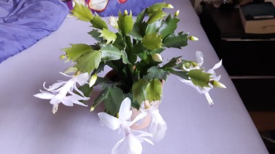 20160505_081436.jpg