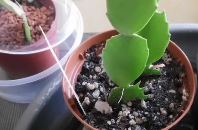 Schlumbergera Wild Cactus.JPG