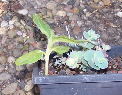 2016-05-05 005.jpg