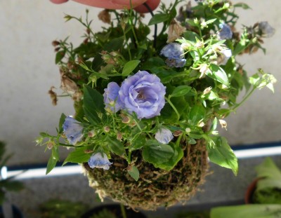 Campanula.JPG
