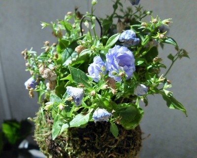 Campanula2.JPG