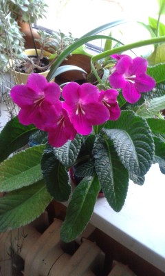 Drehfrucht (Streptokarpus).jpg