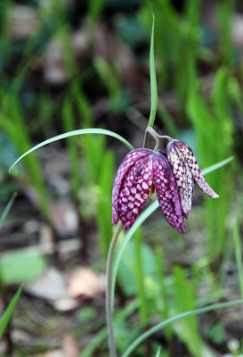 Fritillaria 1.jpg