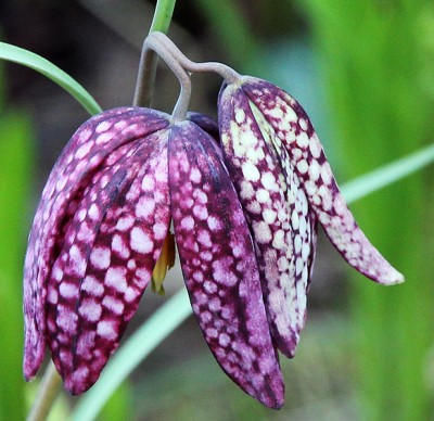 Fritillaria 2.jpg