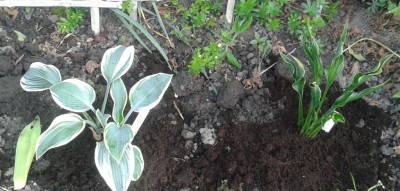 Hostas 20160507_153128.jpg