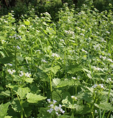 Green2.jpg