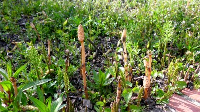 Schachtelhalm (2).JPG