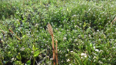 Schachtelhalm (5).JPG