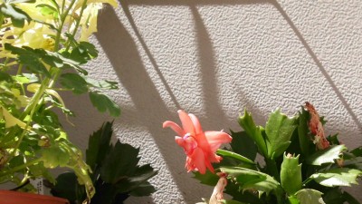 Schlumbergera 1.JPG