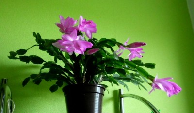 Schlumbergera.JPG