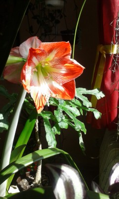 Amaryllis (1).jpg