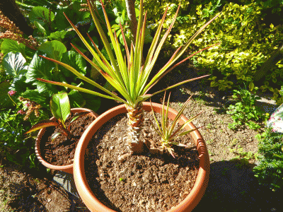 P1010607.gif