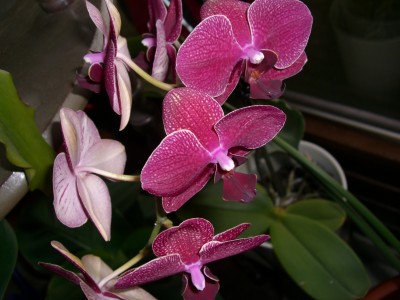 orchidee violett3.JPG