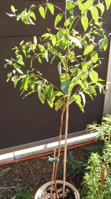 P1010597.gif
