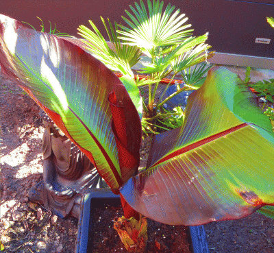 P1010611.gif