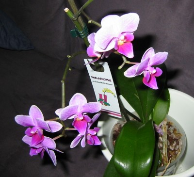 Orchidee6.JPG