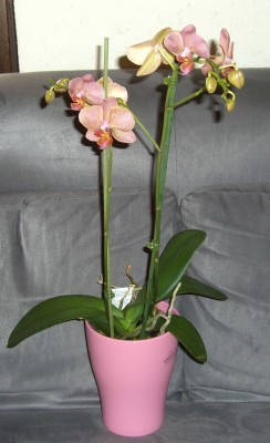 Phalaenopsis Baldan´s Kaleidoscope .JPG