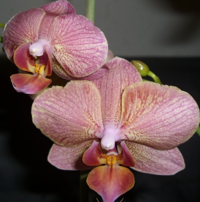 Phalaenopsis Baldan´s Kaleidoscope  (3).JPG