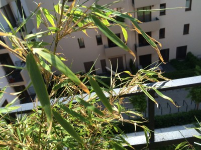 bamboo4.jpg