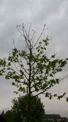 20160512_061739 - Kopie.jpg